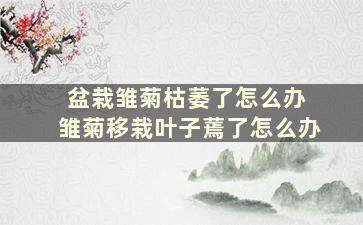 盆栽雏菊枯萎了怎么办 雏菊移栽叶子蔫了怎么办